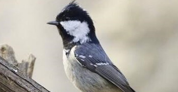 贝子鸟怎么换食