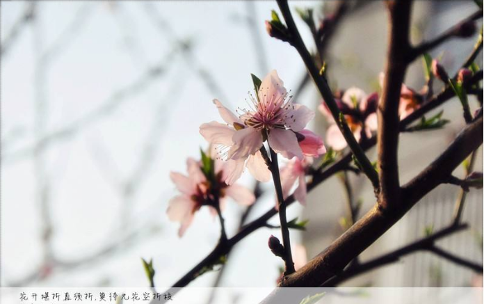 “有花堪折直须折，莫待无花空折枝”是什么意思