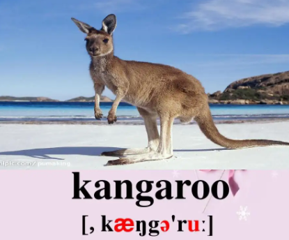 kangaroo是什么意思