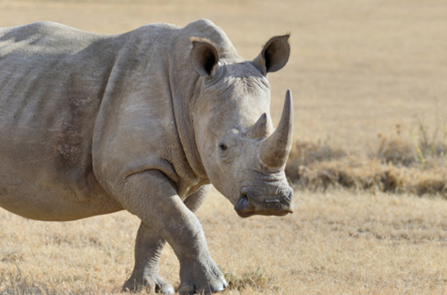 中国上仅剩一只的动物