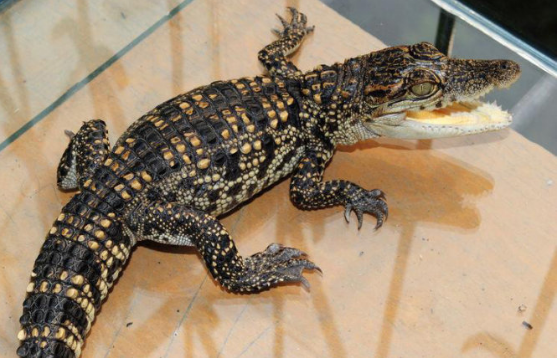 200斤鳄鱼被吓后待水里溺死，鳄鱼为何也会被溺死？