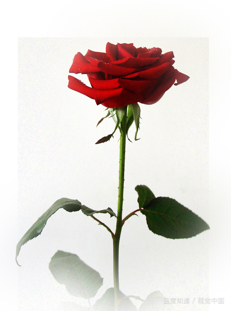 情人节给情人送什么东西好？