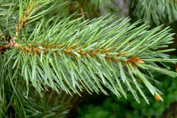 水生植物有哪些?