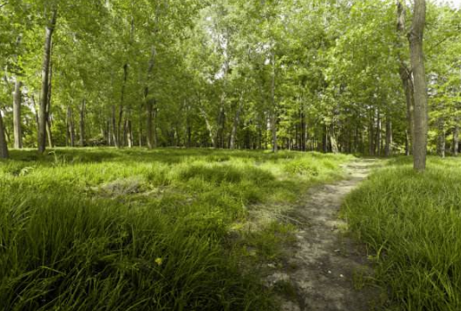 孟夏草木长，什么意思