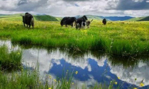 六年级上册 《草原》的主要内容