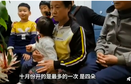 居民家中昙花4个月开了3次？