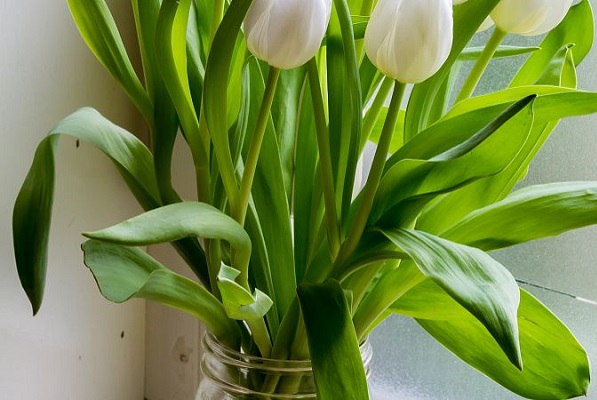 水生植物有哪些?