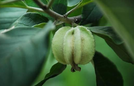 翅果油的功效作用是什么？