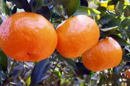 漳州的特产有哪些？