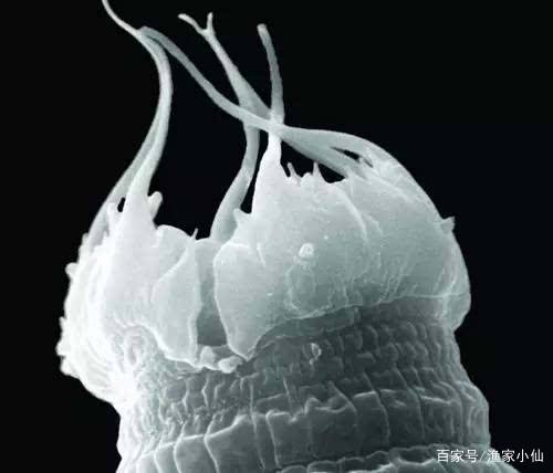 恶魔蠕虫是什么东西？为什么它能生存在几千米的地下呢？