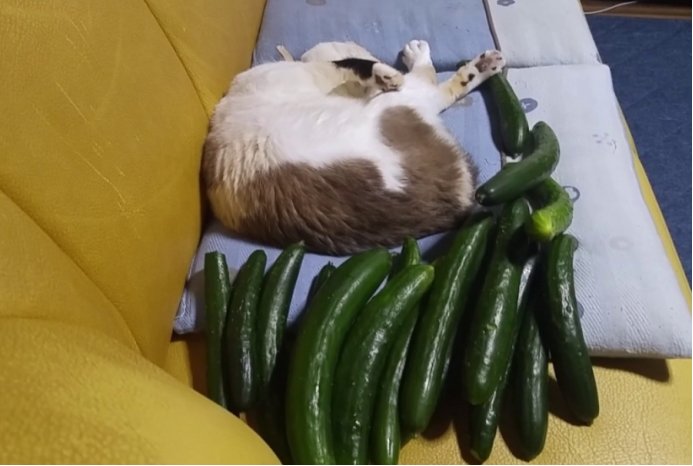 猫为什么怕黄瓜?