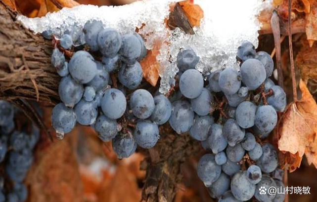 冰葡萄是一种新型的葡萄品系，冰葡萄的栽培技术有哪些呢？