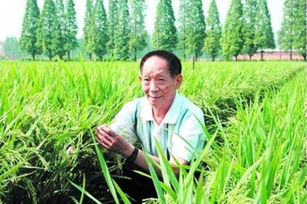 袁隆平团队试验的沙漠海水稻情况如何了?