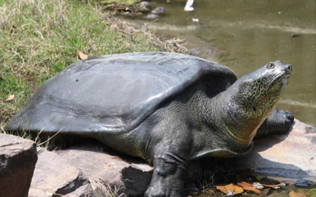 中国上仅剩一只的动物