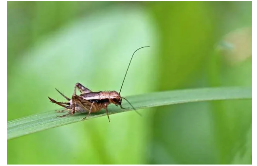 金铃子是什么昆虫