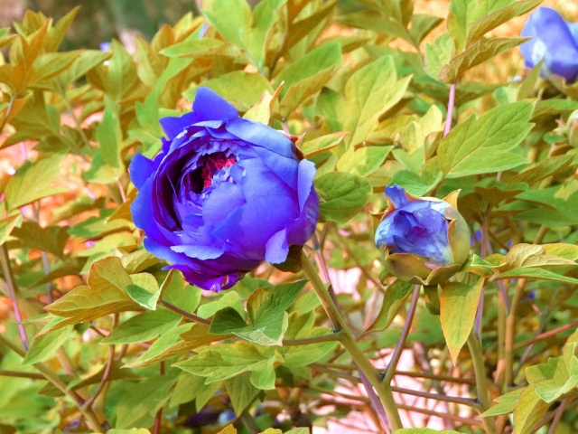 有没有蓝色牡丹？