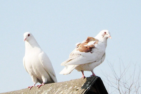 斑鸠和鸽子有什么区别？