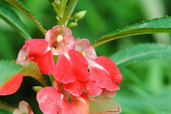 可以染指甲的花是什么