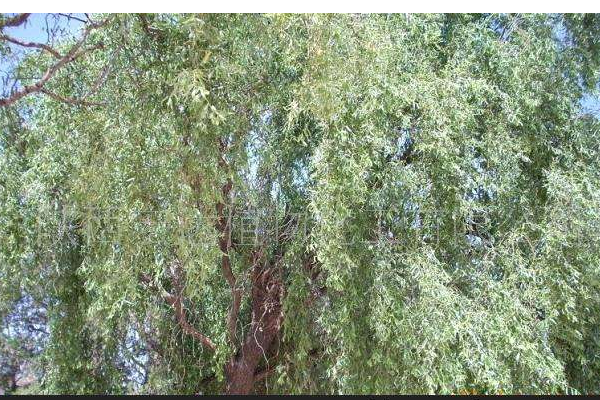 盐碱地适合种植什么农作物