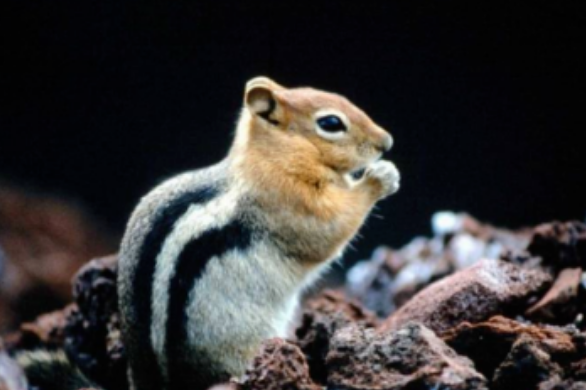 跑进家来的松鼠主要内容