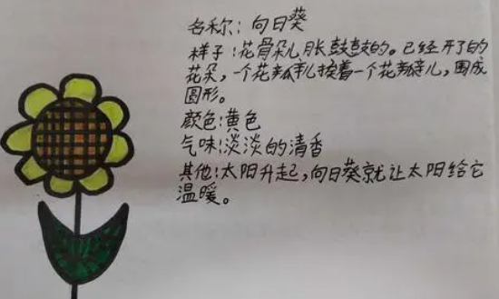 三年级植物记录卡怎么写？