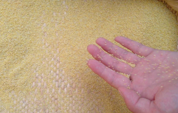 如果小米里有虫子能吃吗