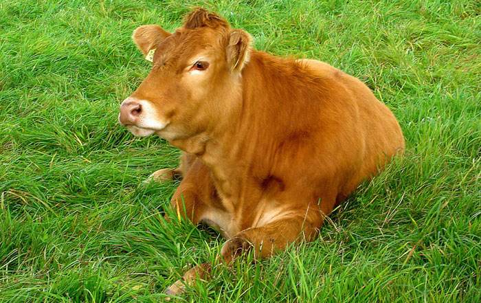 带牛成语有哪些