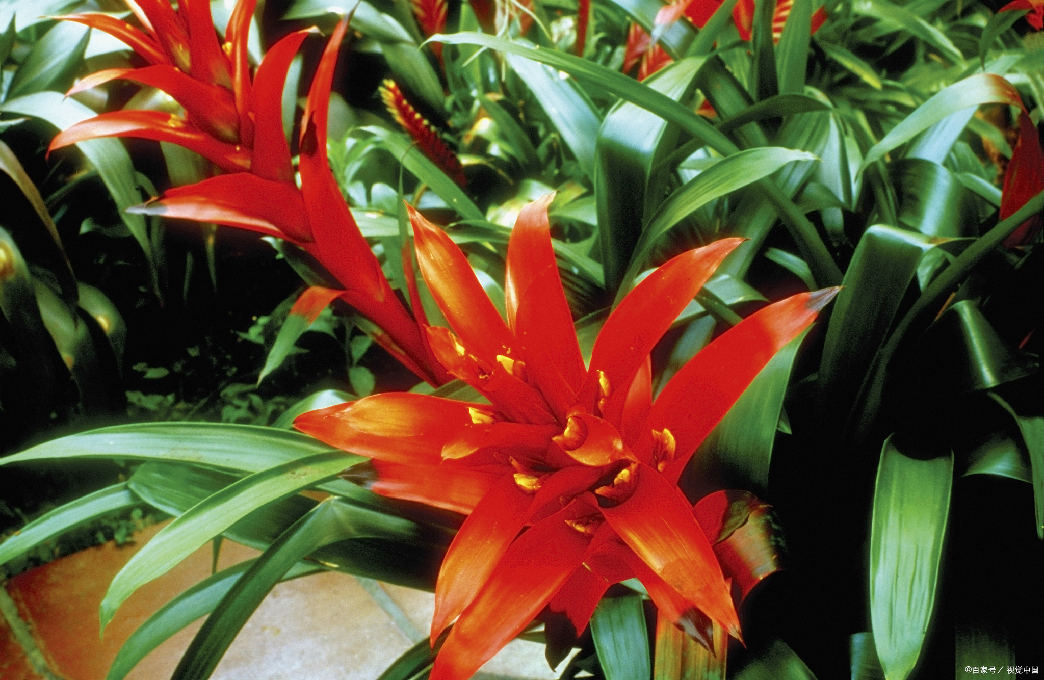 星花凤梨是一个非常具有观赏价值的室内植物,应该怎么养呢?