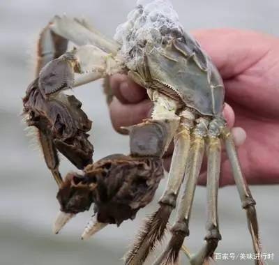 螃蟹为什么会不停地吐泡泡?