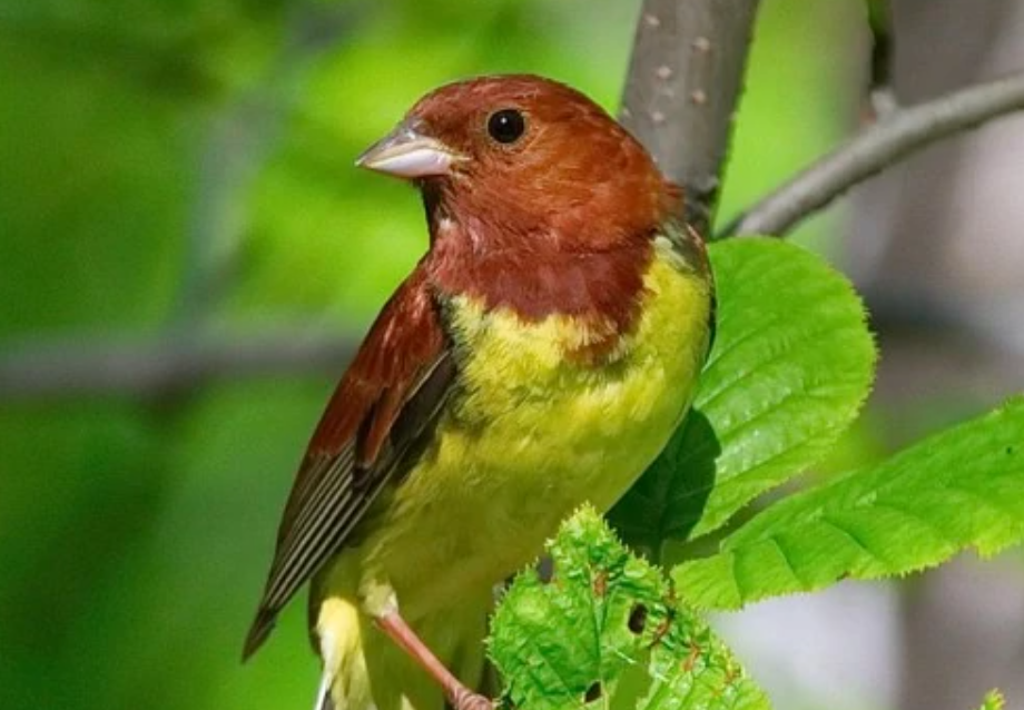 红背黄肚子是什么鸟