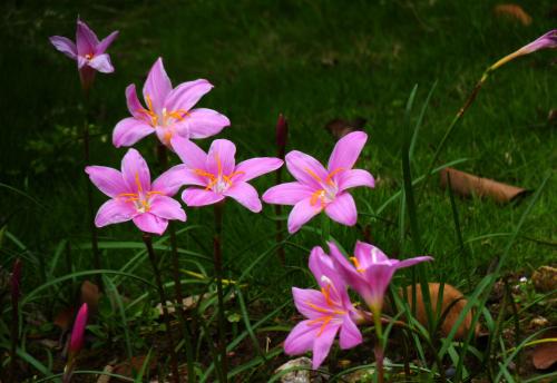 红花葱兰的特点有哪些?