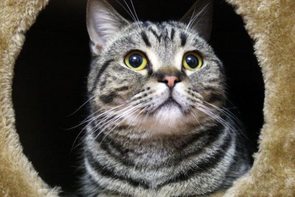 宠物猫的品种有哪些?