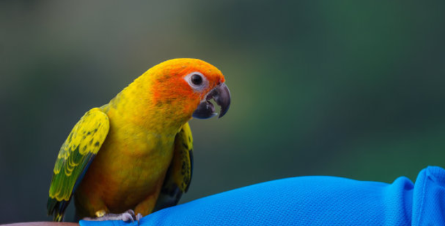 家里养什么宠物好？