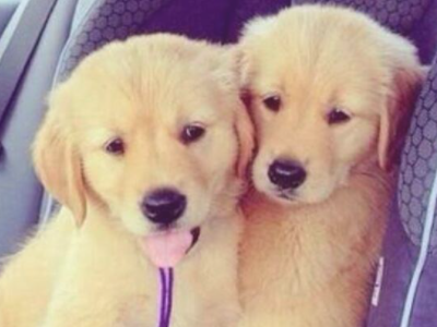 金毛幼犬一般多少钱一只？