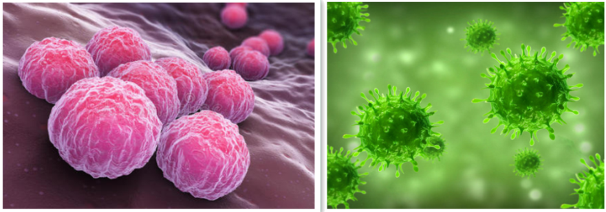 衣原体，支原体有什么区别