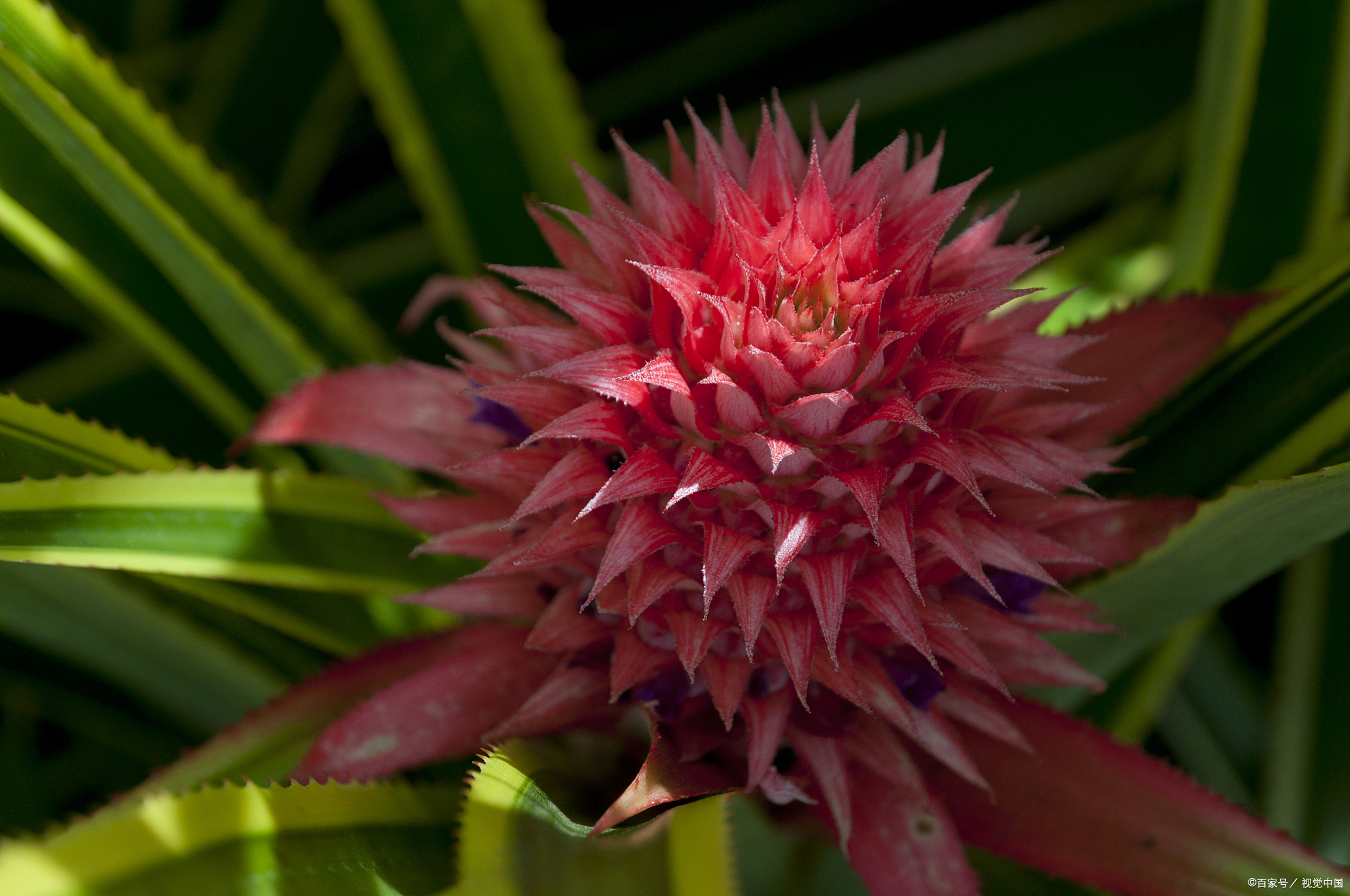 星花凤梨是一个非常具有观赏价值的室内植物,应该怎么养呢?