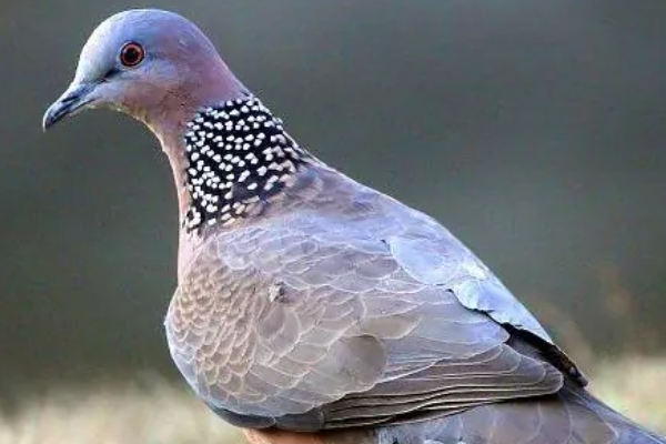斑鸠和鸽子有什么区别？