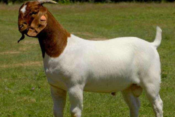 波尔山羊多少钱一只