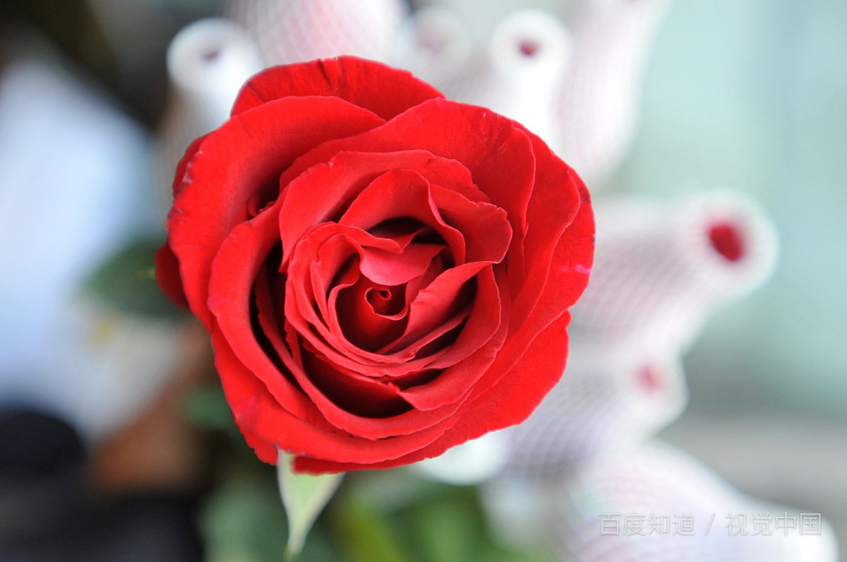 情人节送什么礼物好