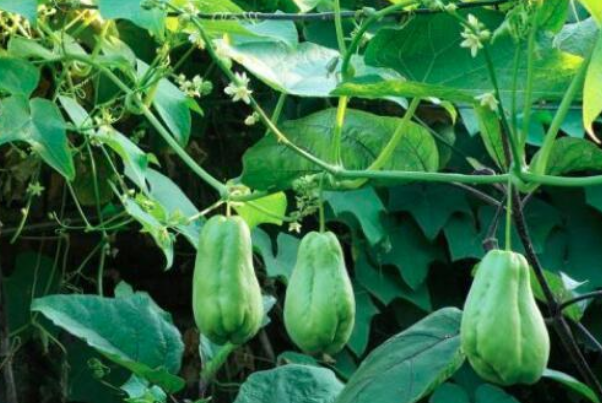 佛手瓜怎样炒好吃