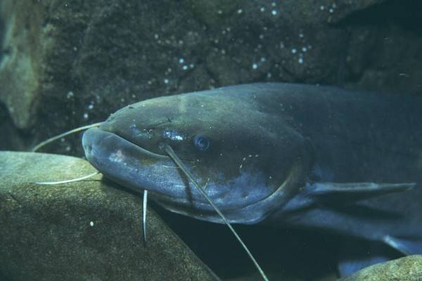 鲇鱼和鲶鱼的区别