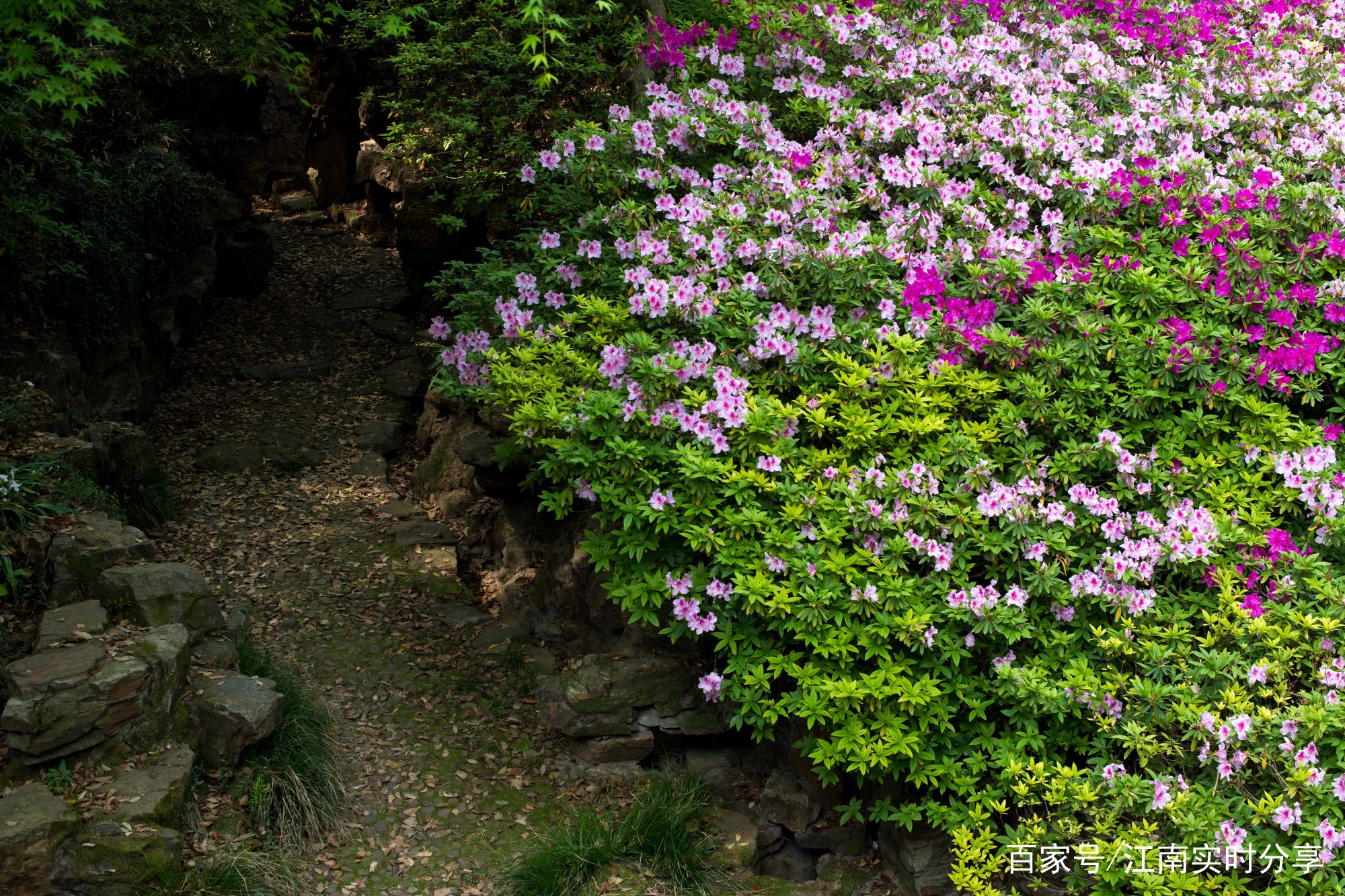 无锡的市花是什么？在哪里能观赏到无锡的市花？