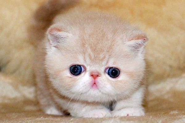 宠物猫的品种有哪些?