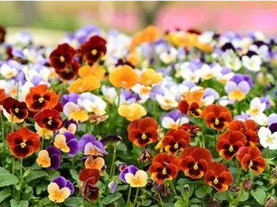 常见的花坛植物有哪些？