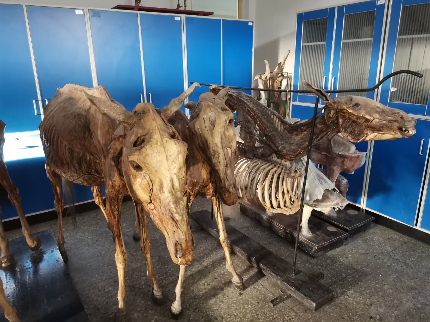 河北北方学院怎么样啊