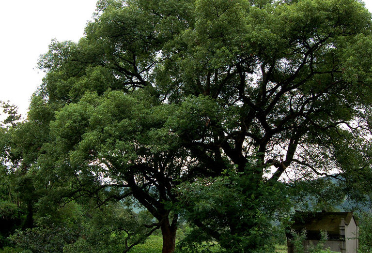 香樟树有什么特点