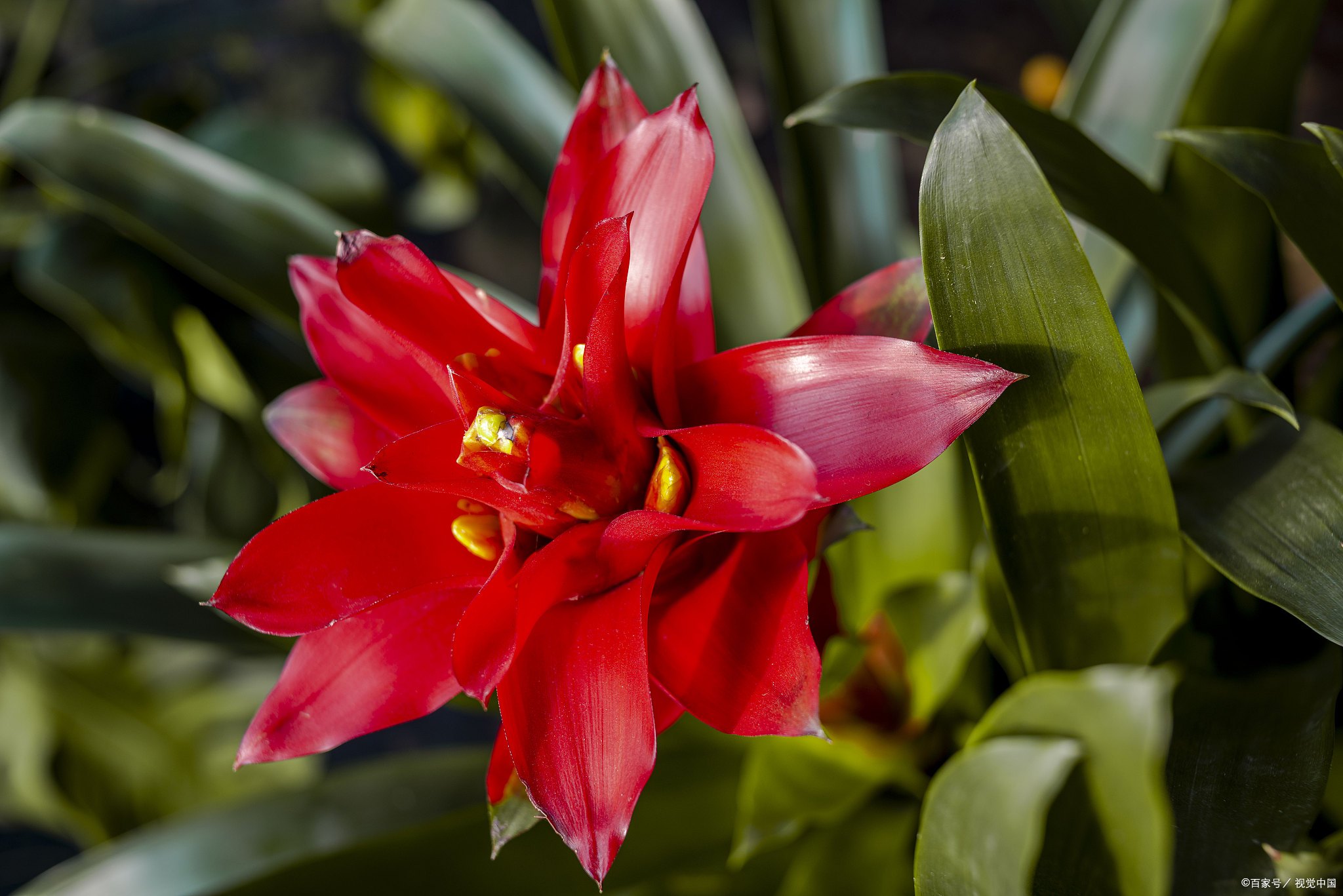 星花凤梨是一个非常具有观赏价值的室内植物，应该怎么养呢？