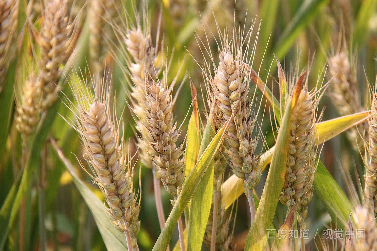 小麦肤色是什么颜色