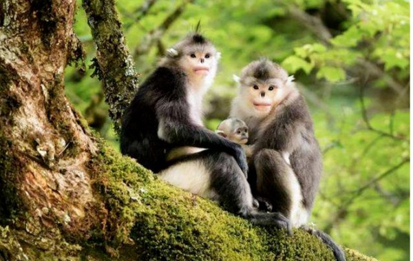 关于金丝猴的简介资料。