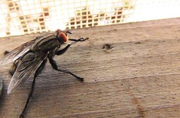 苍蝇停下来喜欢搓手，到底是在干嘛？